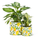 Sm Birds on Wire Planter-4.5" D