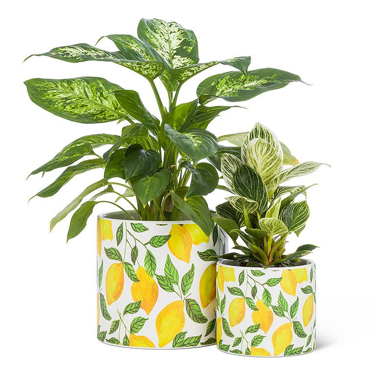 Sm Birds on Wire Planter-4.5" D