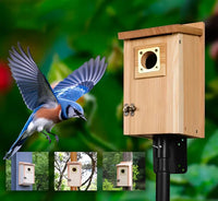 Pine Birdhouse Kits